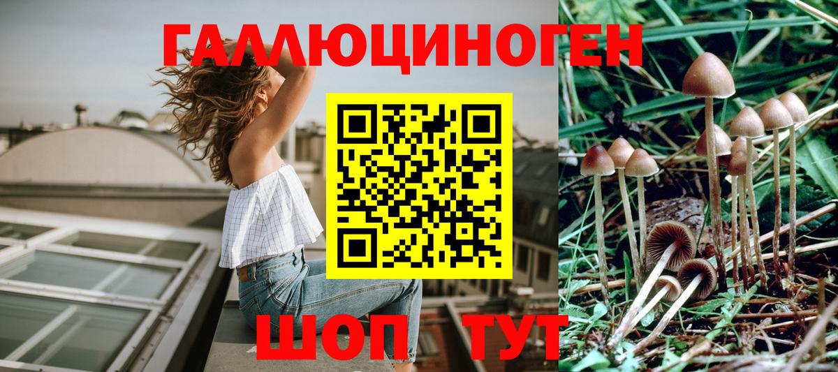 Галлюциногенные грибы Psilocybine cubensis  цена   Великие Луки  Псилоцибиновые грибы GOLDEN TEACHER 